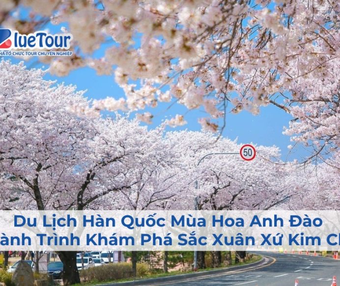 Du Lịch Hàn Quốc Mùa Hoa Anh Đào – Hành Trình Khám Phá Sắc Xuân Xứ Kim Chi