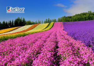 Du Lịch Hokkaido Qua Bốn Mùa: Thiên Đường Nhật Bản Đầy Bất Ngờ