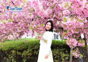 Ký Sự Về Nhật Bản - Mùa Hoa Anh Đào