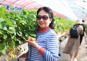 Ký Sự Về Nhật Bản - Mùa Hoa Anh Đào