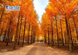 Đảo Nami Mùa Thu - Bức Tranh Lãng Mạn Giữa Lòng Hàn Quốc