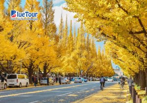 Đảo Nami Mùa Thu - Bức Tranh Lãng Mạn Giữa Lòng Hàn Quốc