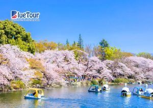 Check-in 5 Địa Điểm Ngắm Hoa Anh Đào Ở Nhật Bản