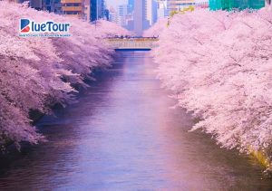 Check-in 5 Địa Điểm Ngắm Hoa Anh Đào Ở Nhật Bản