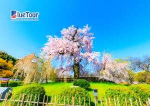 Check-in 5 Địa Điểm Ngắm Hoa Anh Đào Ở Nhật Bản