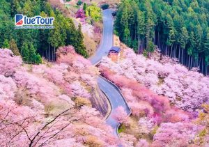Check-in 5 Địa Điểm Ngắm Hoa Anh Đào Ở Nhật Bản