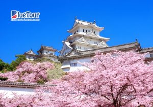 Check-in 5 Địa Điểm Ngắm Hoa Anh Đào Ở Nhật Bản