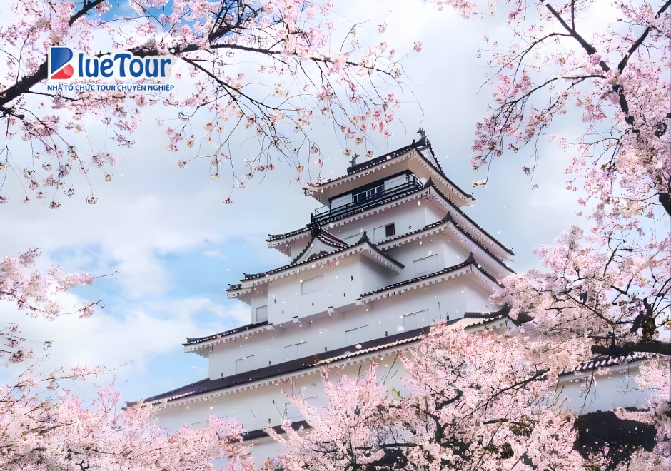 Lễ Hội Hoa Anh Đào Hanami Dưới Góc Nhìn Du Lịch