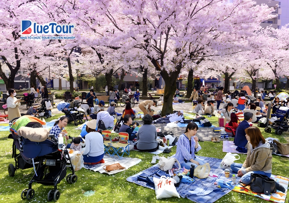Lễ Hội Hoa Anh Đào Hanami Dưới Góc Nhìn Du Lịch