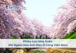 Phiêu Lưu Mùa Xuân Khi Ngắm Hoa Anh Đào Ở Công Viên Nara