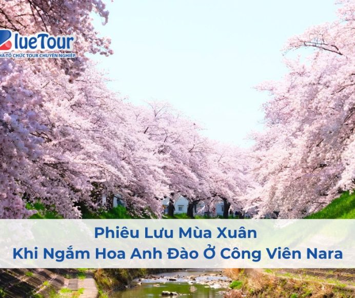 Phiêu Lưu Mùa Xuân Khi Ngắm Hoa Anh Đào Ở Công Viên Nara