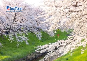 Phiêu Lưu Mùa Xuân Khi Ngắm Hoa Anh Đào Ở Công Viên Nara