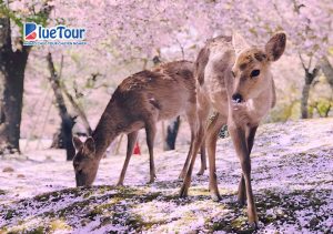 Phiêu Lưu Mùa Xuân Khi Ngắm Hoa Anh Đào Ở Công Viên Nara