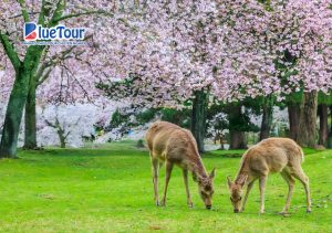 Phiêu Lưu Mùa Xuân Khi Ngắm Hoa Anh Đào Ở Công Viên Nara