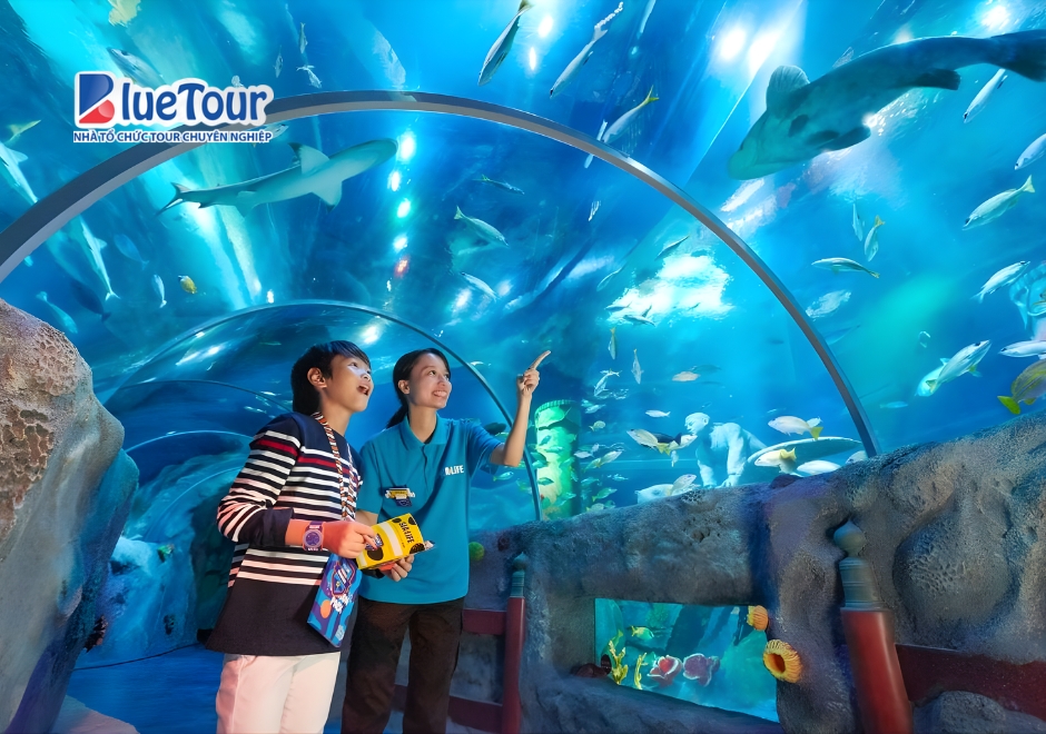 Chạm Tay Vào Thế Giới Đại Dương Kỳ Ảo Tại Thủy Cung Nagoya