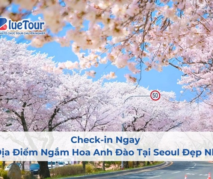Check-in Ngay 7 Địa Điểm Ngắm Hoa Anh Đào Tại Seoul Đẹp Nhất