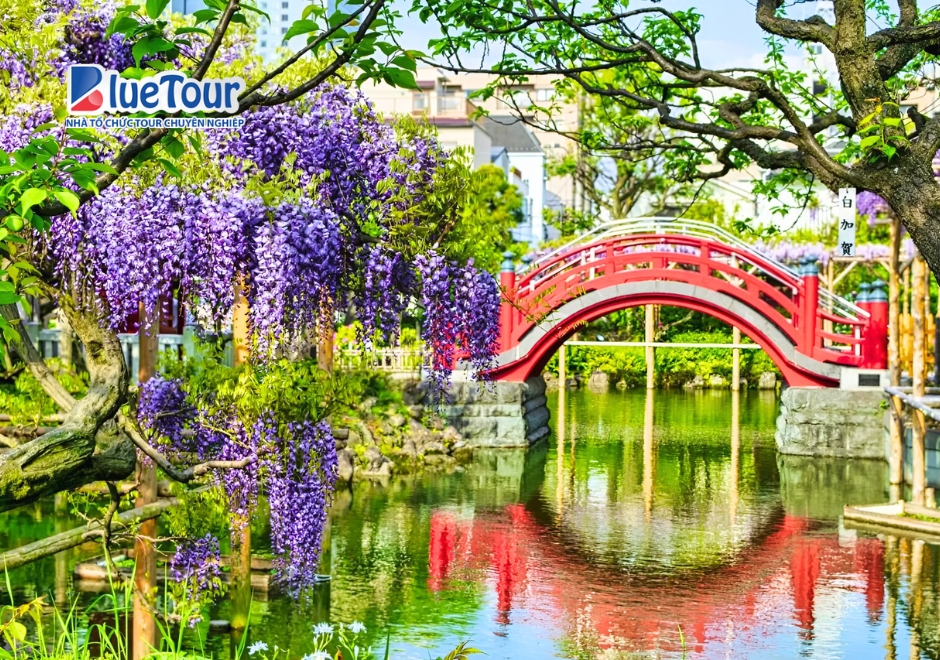 Lạc Lối Giữa "Suối Tím" Mộng Mơ Khi Đi Ngắm Hoa Tử Đằng Kameidoten Shrine