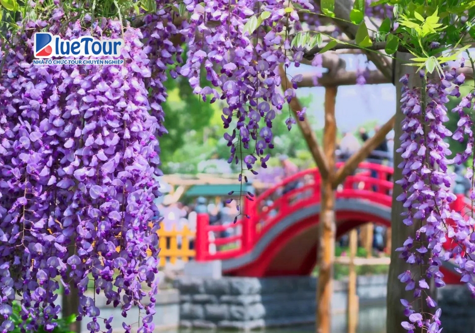 Lạc Lối Giữa "Suối Tím" Mộng Mơ Khi Đi Ngắm Hoa Tử Đằng Kameidoten Shrine