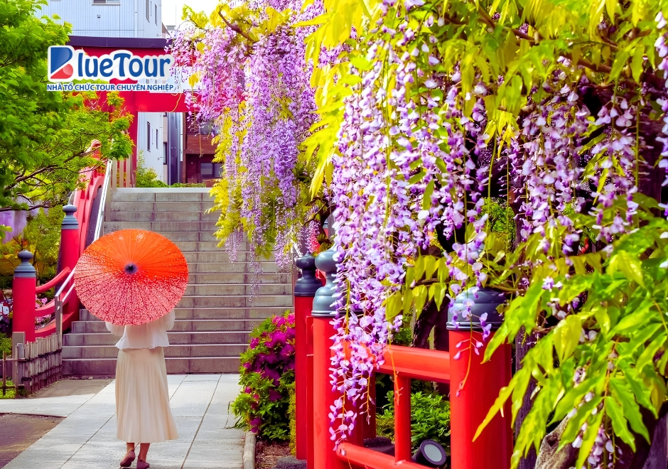 Lạc Lối Giữa "Suối Tím" Mộng Mơ Khi Đi Ngắm Hoa Tử Đằng Kameidoten Shrine