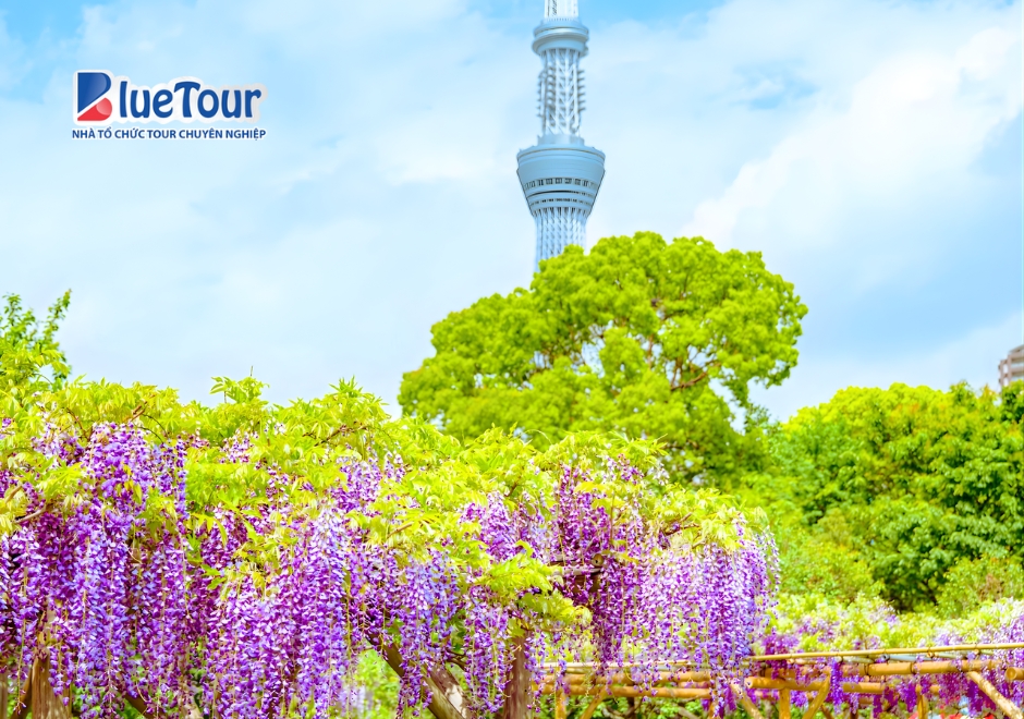 Lạc Lối Giữa "Suối Tím" Mộng Mơ Khi Đi Ngắm Hoa Tử Đằng Kameidoten Shrine