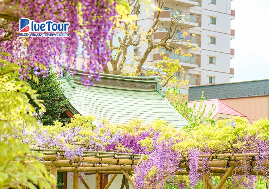 Lạc Lối Giữa "Suối Tím" Mộng Mơ Khi Đi Ngắm Hoa Tử Đằng Kameidoten Shrine