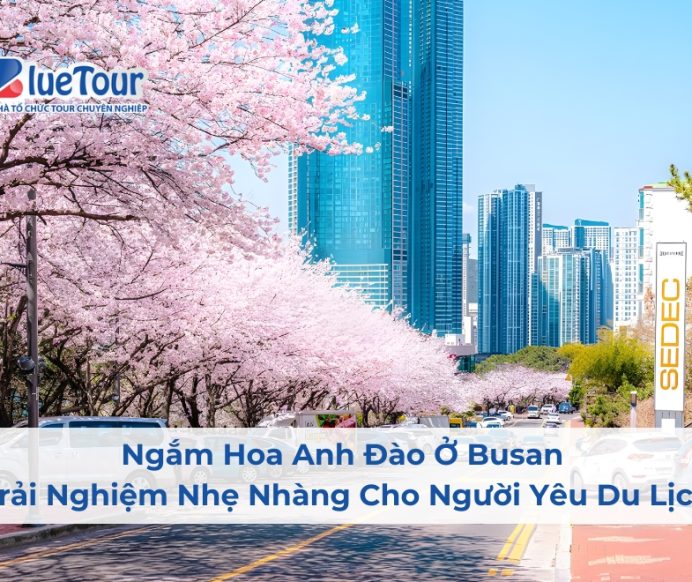 Ngắm Hoa Anh Đào Ở Busan – Trải Nghiệm Nhẹ Nhàng Cho Người Yêu Du Lịch