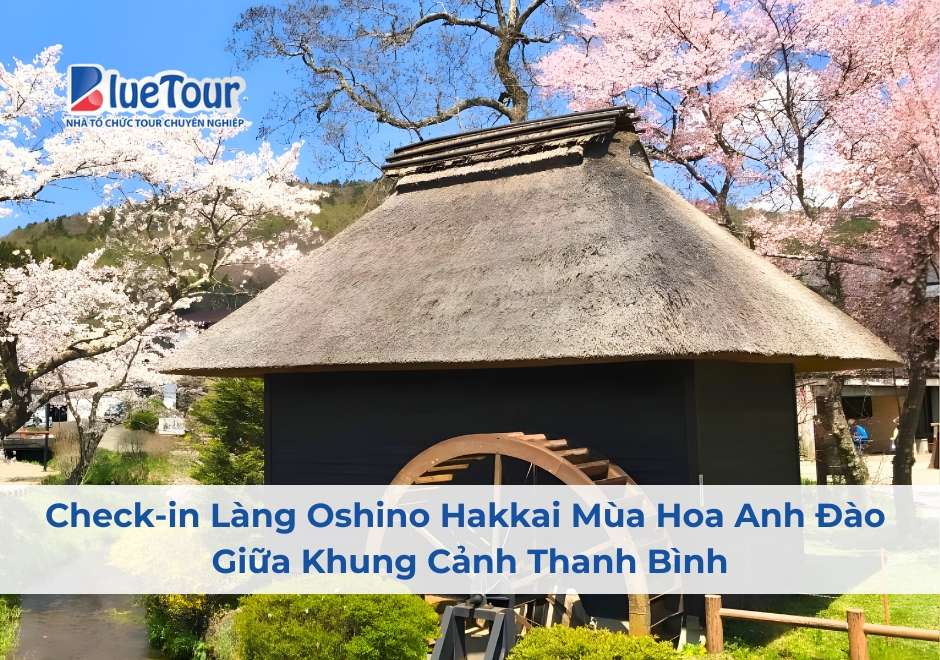 Check-in Làng Oshino Hakkai Mùa Hoa Anh Đào Giữa Khung Cảnh Thanh Bình