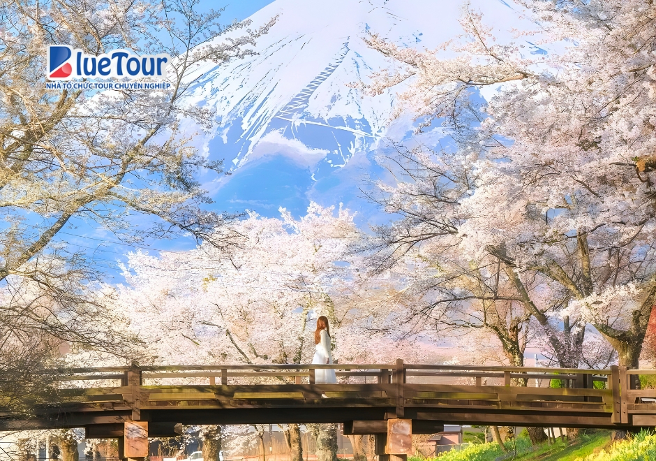 Check-in Làng Oshino Hakkai Mùa Hoa Anh Đào Giữa Khung Cảnh Thanh Bình