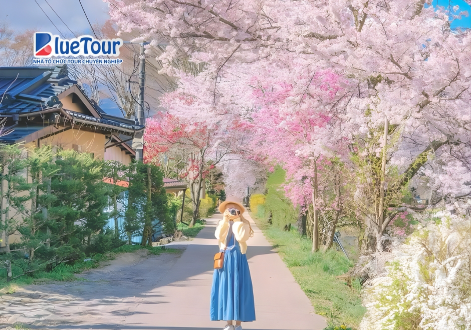 Check-in Làng Oshino Hakkai Mùa Hoa Anh Đào Giữa Khung Cảnh Thanh Bình