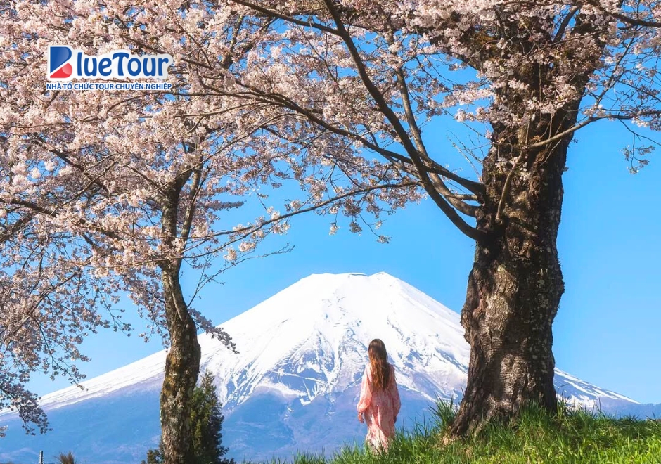 Check-in Làng Oshino Hakkai Mùa Hoa Anh Đào Giữa Khung Cảnh Thanh Bình