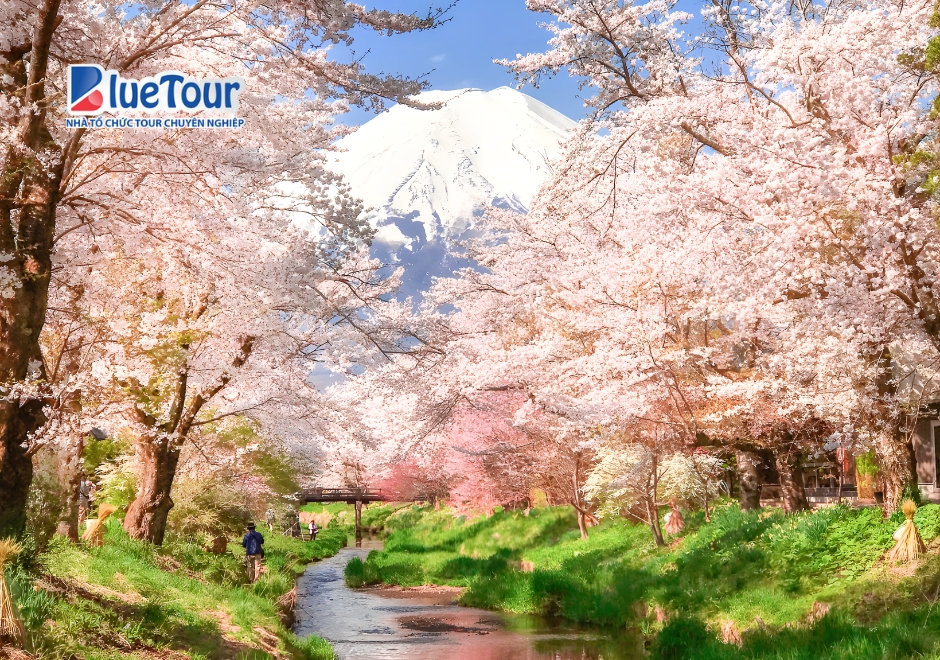 Check-in Làng Oshino Hakkai Mùa Hoa Anh Đào Giữa Khung Cảnh Thanh Bình