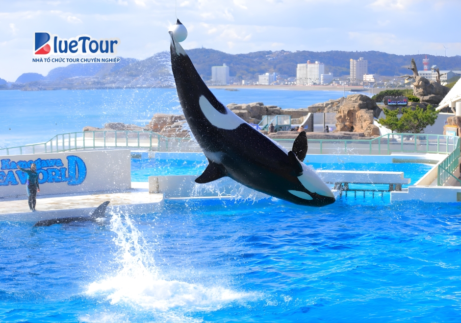 Du Ngoạn Thế Giới Biển Thu Nhỏ Tại Thủy Cung Kamogawa Seaworld