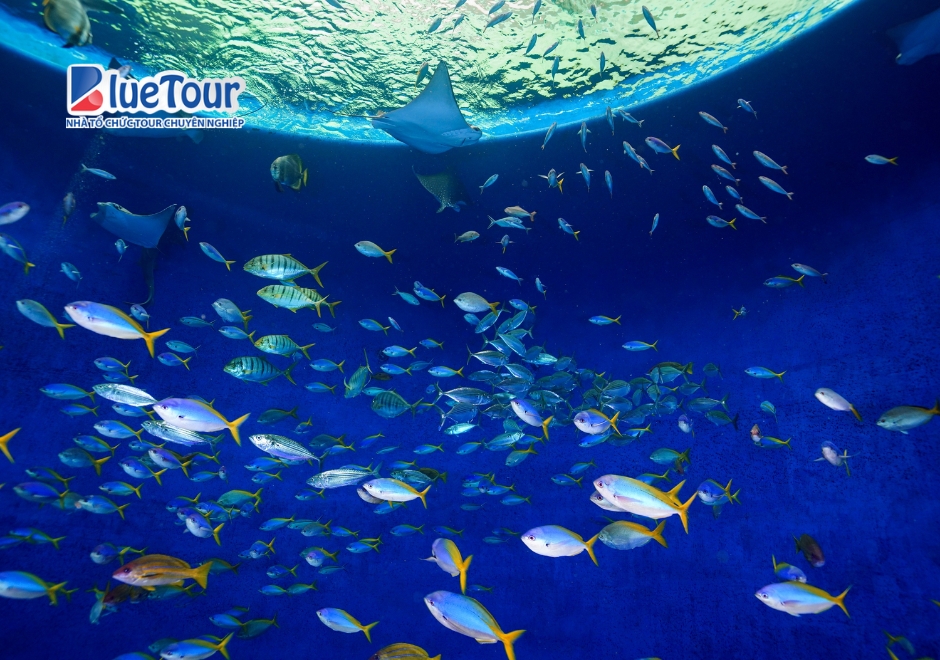 Du Ngoạn Thế Giới Biển Thu Nhỏ Tại Thủy Cung Kamogawa Seaworld