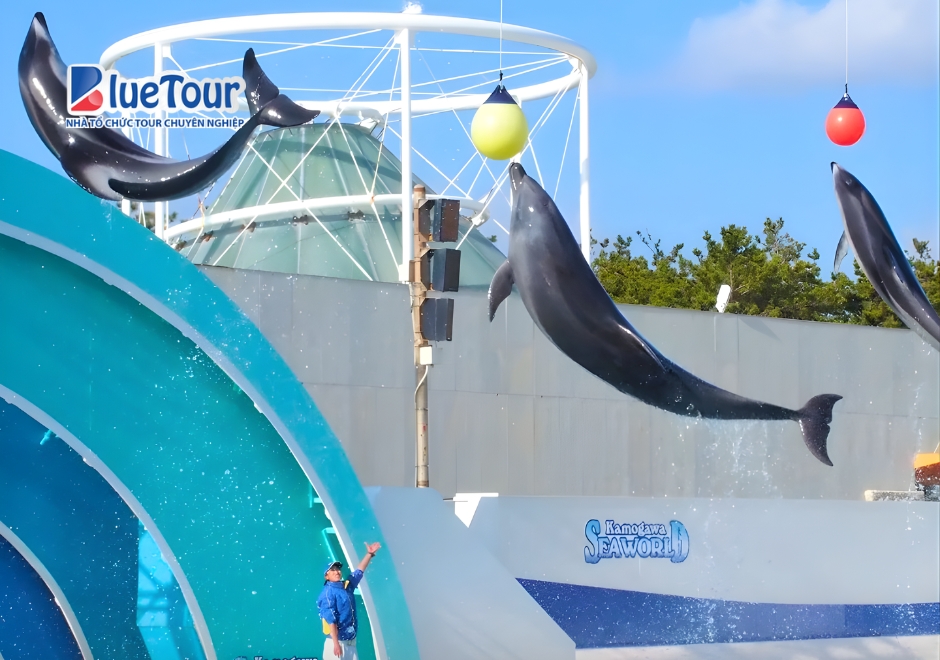 Du Ngoạn Thế Giới Biển Thu Nhỏ Tại Thủy Cung Kamogawa Seaworld