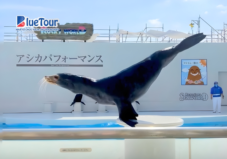 Du Ngoạn Thế Giới Biển Thu Nhỏ Tại Thủy Cung Kamogawa Seaworld