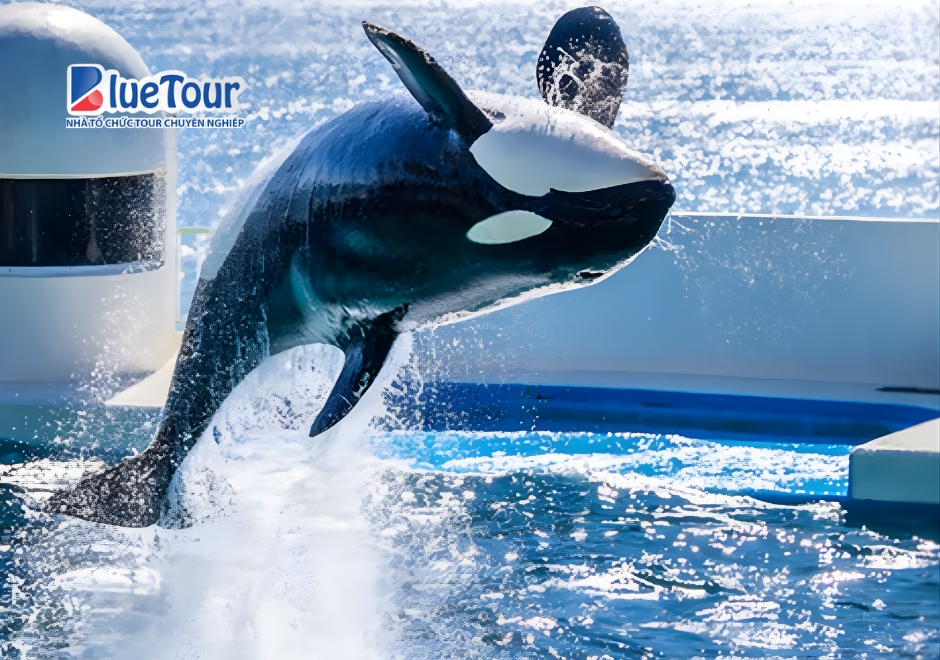 Du Ngoạn Thế Giới Biển Thu Nhỏ Tại Thủy Cung Kamogawa Seaworld