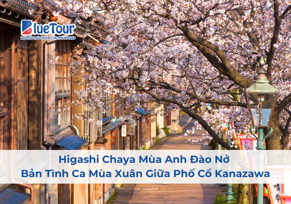 Higashi Chaya Mùa Anh Đào Nở - Bản Tình Ca Mùa Xuân Giữa Phố Cổ Kanazawa