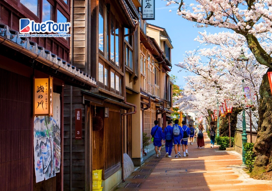 Higashi Chaya Mùa Anh Đào Nở - Bản Tình Ca Mùa Xuân Giữa Phố Cổ Kanazawa