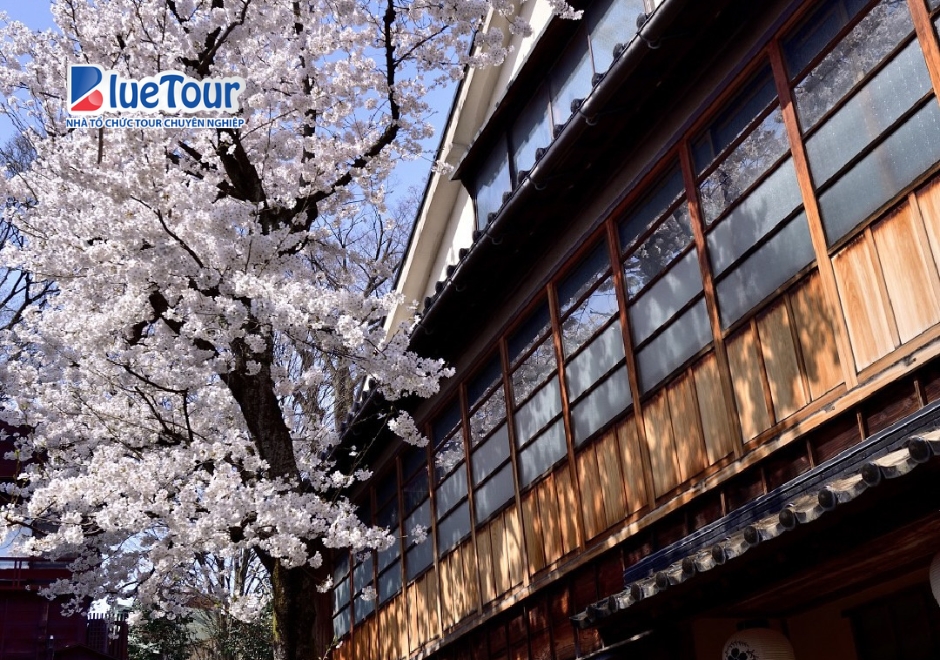 Higashi Chaya Mùa Anh Đào Nở - Bản Tình Ca Mùa Xuân Giữa Phố Cổ Kanazawa