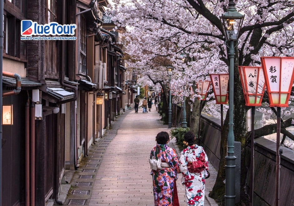Higashi Chaya Mùa Anh Đào Nở - Bản Tình Ca Mùa Xuân Giữa Phố Cổ Kanazawa