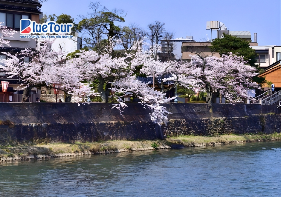 Higashi Chaya Mùa Anh Đào Nở - Bản Tình Ca Mùa Xuân Giữa Phố Cổ Kanazawa
