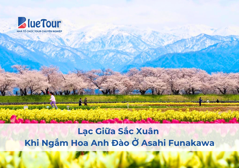 Lạc Giữa Sắc Xuân Khi Ngắm Hoa Anh Đào Ở Asahi Funakawa