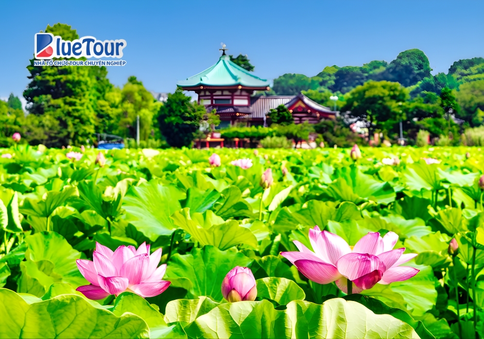 Một Mùa Nắng Đáng Nhớ Cùnag Du Lịch Tokyo Mùa Hè