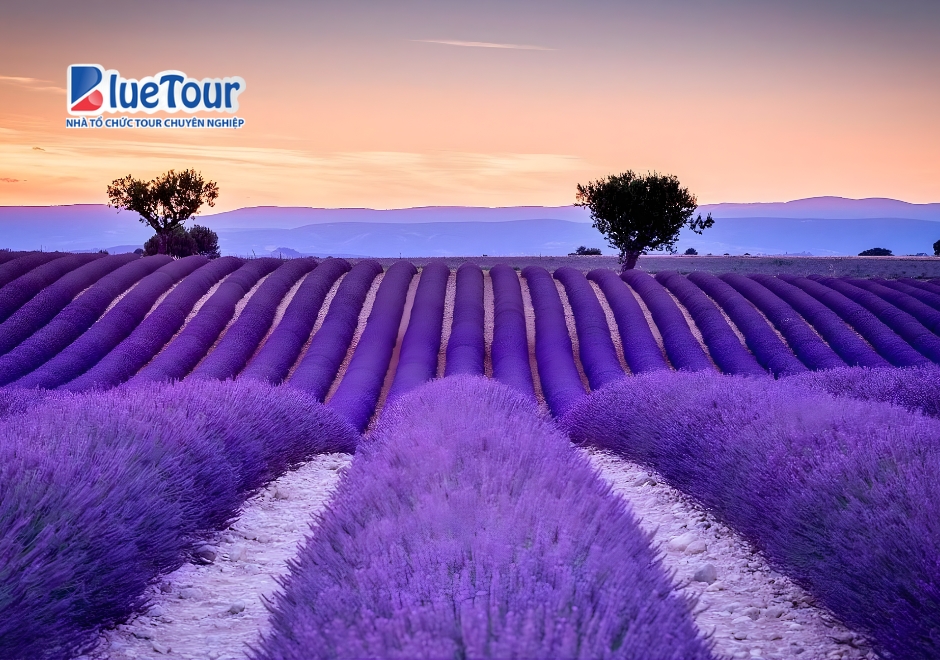 Nước Pháp Lãng Mạn Khi Bước Vào Mùa Hoa Oải Hương Provence