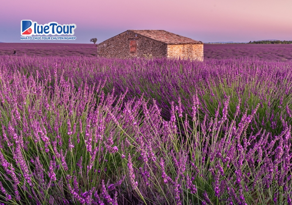 Nước Pháp Lãng Mạn Khi Bước Vào Mùa Hoa Oải Hương Provence