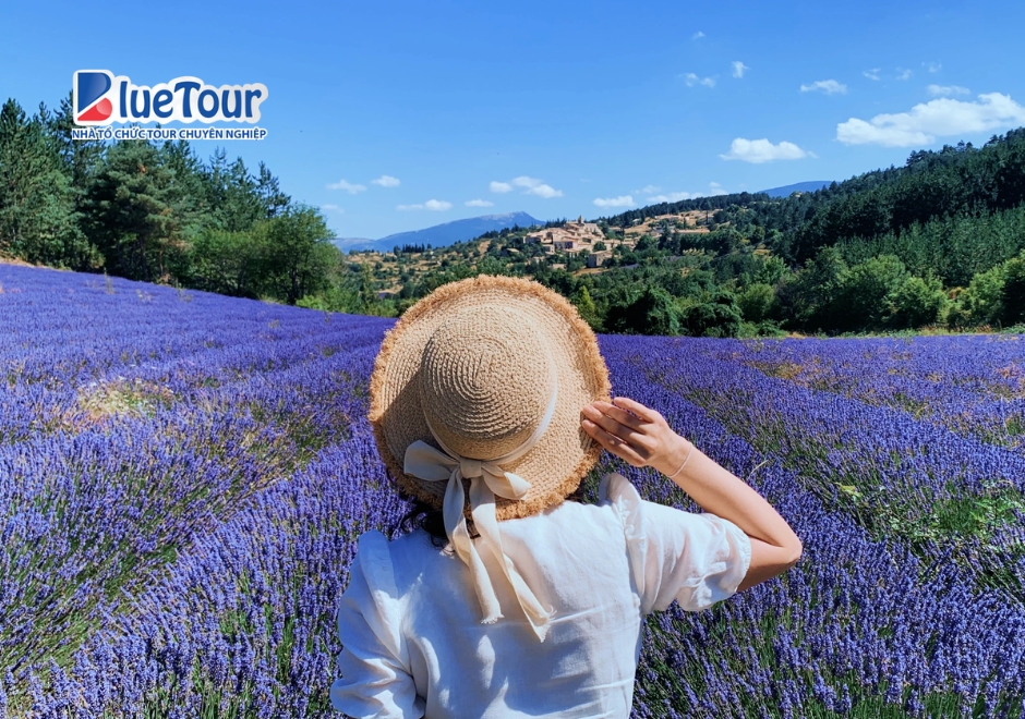 Nước Pháp Lãng Mạn Khi Bước Vào Mùa Hoa Oải Hương Provence
