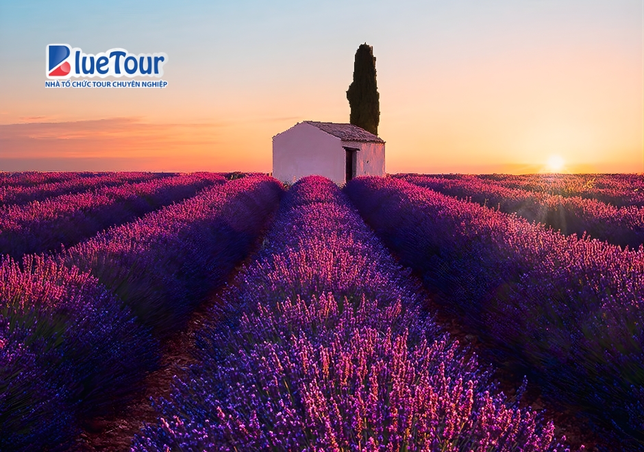 Nước Pháp Lãng Mạn Khi Bước Vào Mùa Hoa Oải Hương Provence