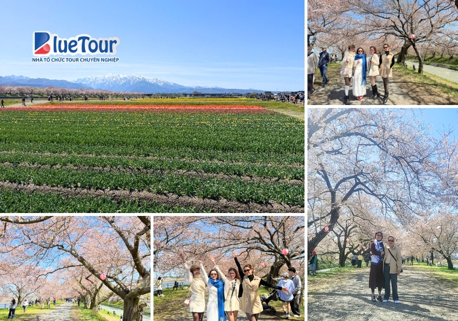 Cung Đường Tokyo 2026: Bản Tình Ca Giữa Sắc Anh Đào Rực Rỡ Và Tulip Phương Đông