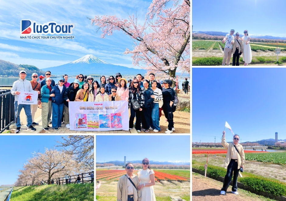 Cung Đường Tokyo 2026: Bản Tình Ca Giữa Sắc Anh Đào Rực Rỡ Và Tulip Phương Đông