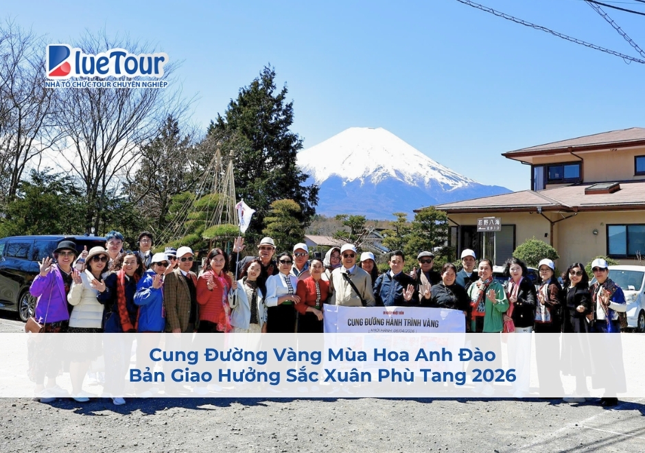 Cung Đường Vàng Mùa Hoa Anh Đào: Bản Giao Hưởng Sắc Xuân Phù Tang 2026